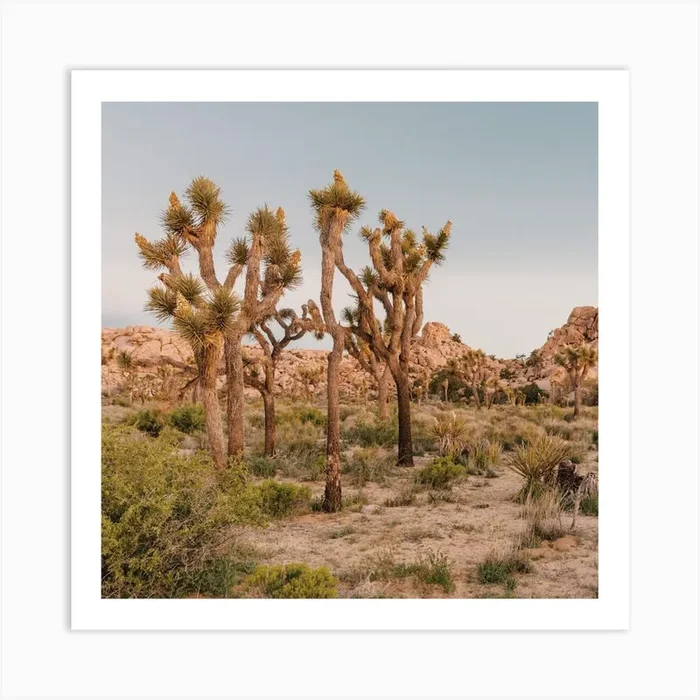Joshua Tree Desert Art PrintGS by Golden Saguaro