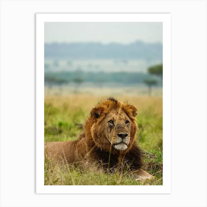 Lion In The Grass, Kenya Art Print by RhainScapes