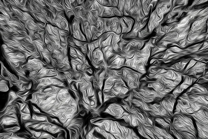 Looking Up, European Black Beech – Medium