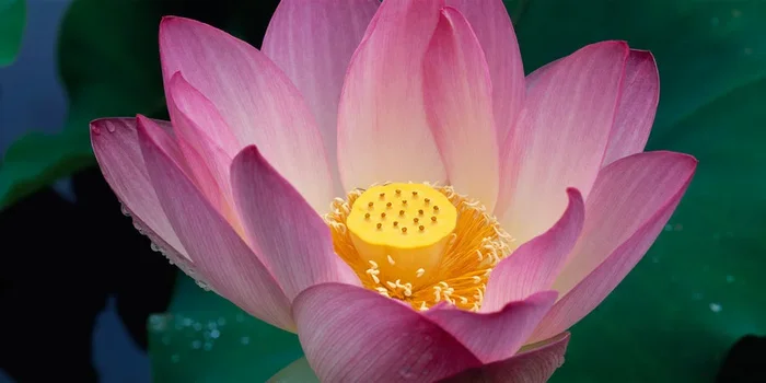 Lotus Blossom – Medium
