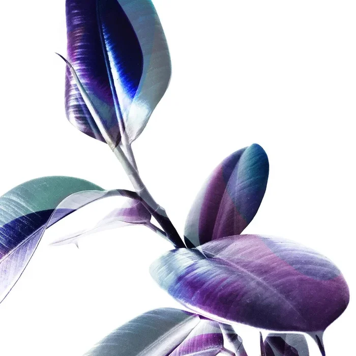 Minimal Rubber foliage in Blue and Purple on White