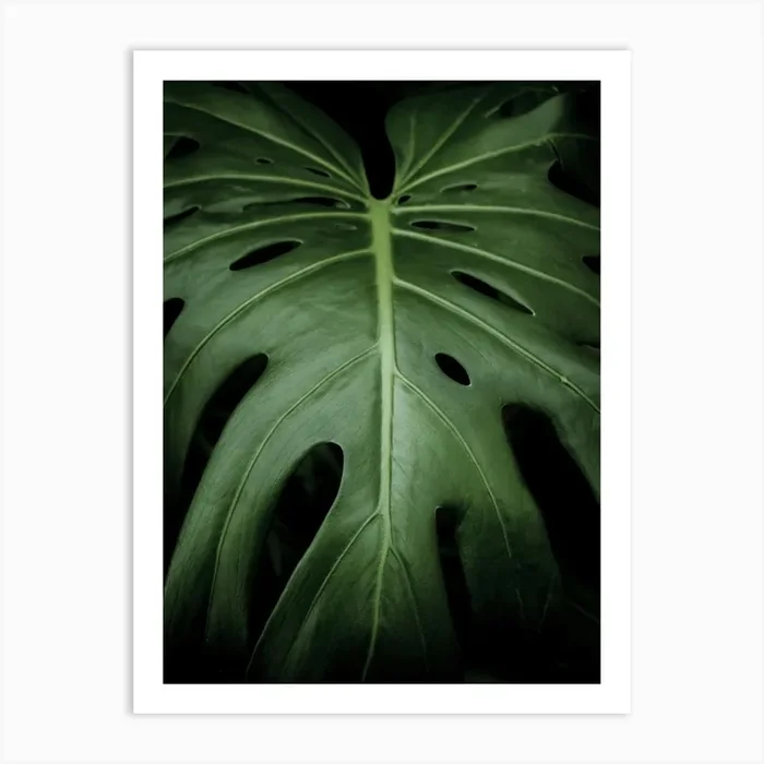 Monstera Leaf Art Print by Victoria Frost