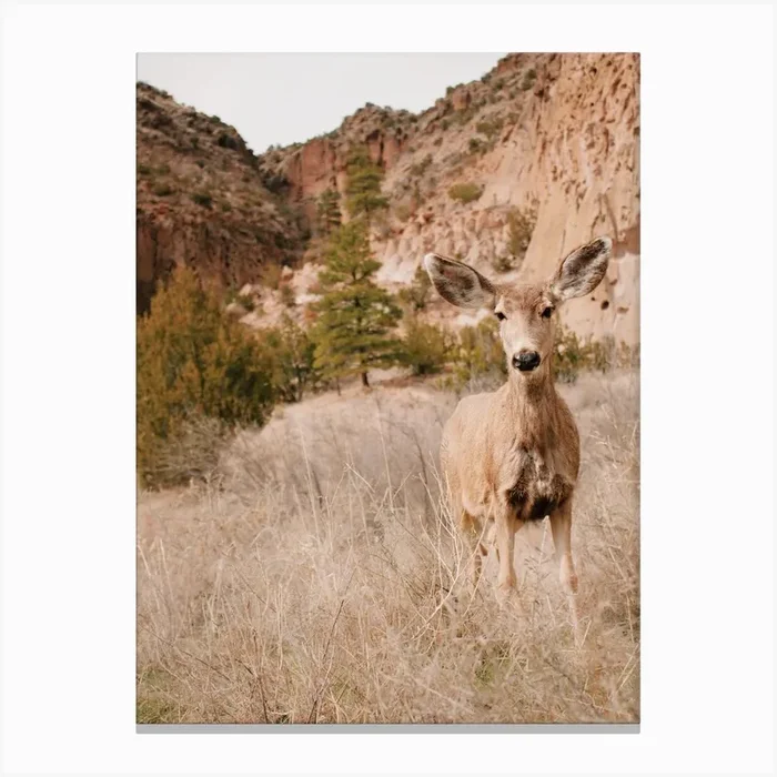 Mule Deer Canvas PrintGS by Golden Saguaro