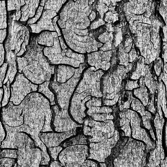 Nature’s Tapestry – Medium