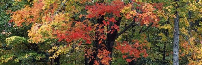 New England Maples – Large
