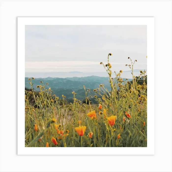Orange Poppy Flowers Art PrintGS by Golden Saguaro