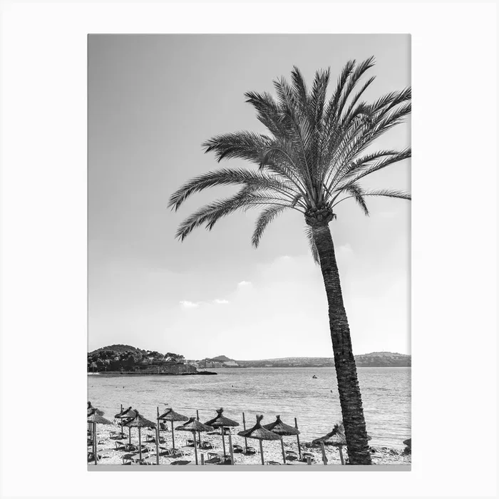 Palm tree Black And White Photo Canvas Print by imagine
