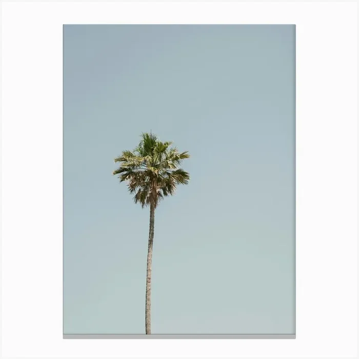 Palm Tree In Italy Canvas PrintP by Photolovers