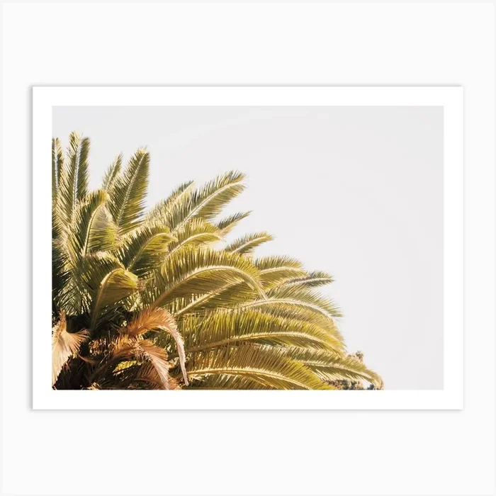 Palm Tree Top Art Print by Indio Page