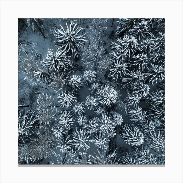 Path Through The Winter Forest Square Canvas Print by Studio Nahili