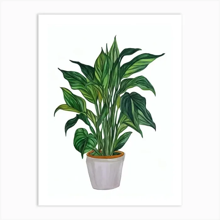 Peace Lily Or Spatheflower (Spathiphyllum) Watercolor Art Print by Urban Greenhouse