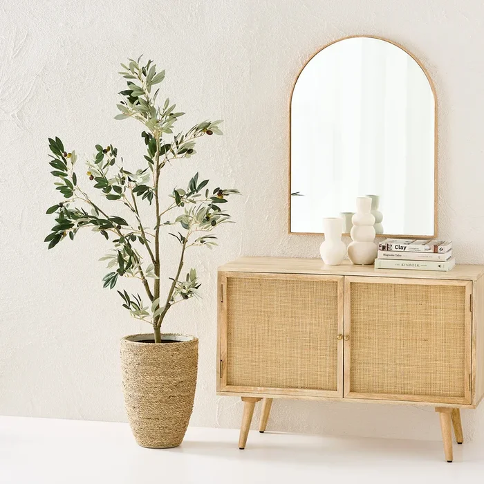 Potted Olive Tree