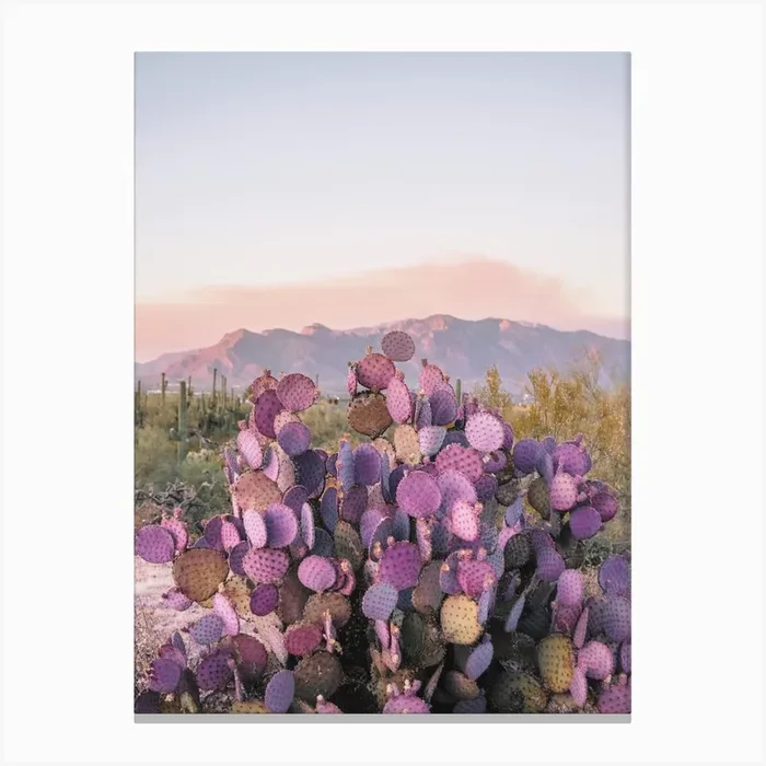 Purple Cactus In Desert Canvas PrintGS by Golden Saguaro