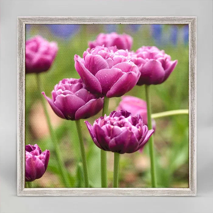 Purple Tulips Mini Framed Canvas