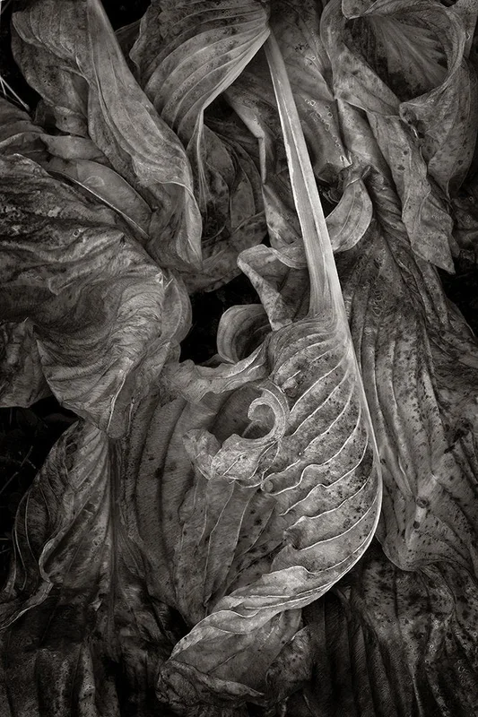 Rococo Leaf