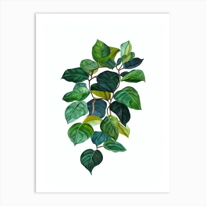 Rubber Plant (Ficus Elastica) Watercolor Art Print by Urban Greenhouse