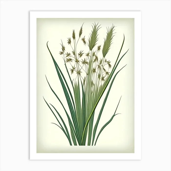 Scouring Rush Wildflower Vintage Botanical Art PrintWS by Wildflower Studio
