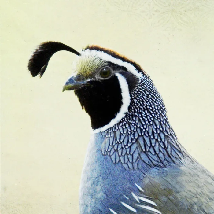 Song of a California Quail