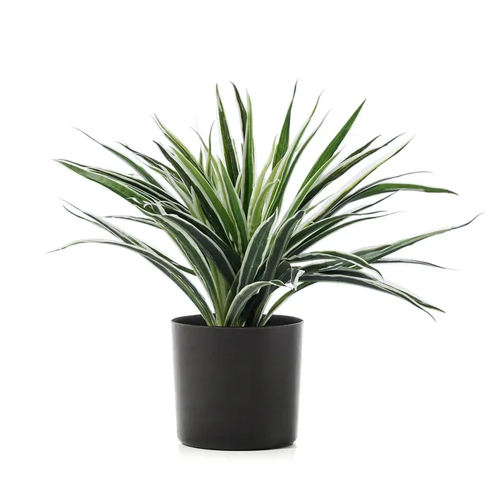 Spider Plant Potted Plant