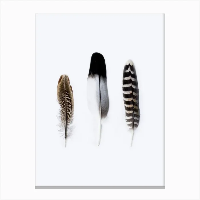 Three Feathers Canvas Print by Victoria Frost
