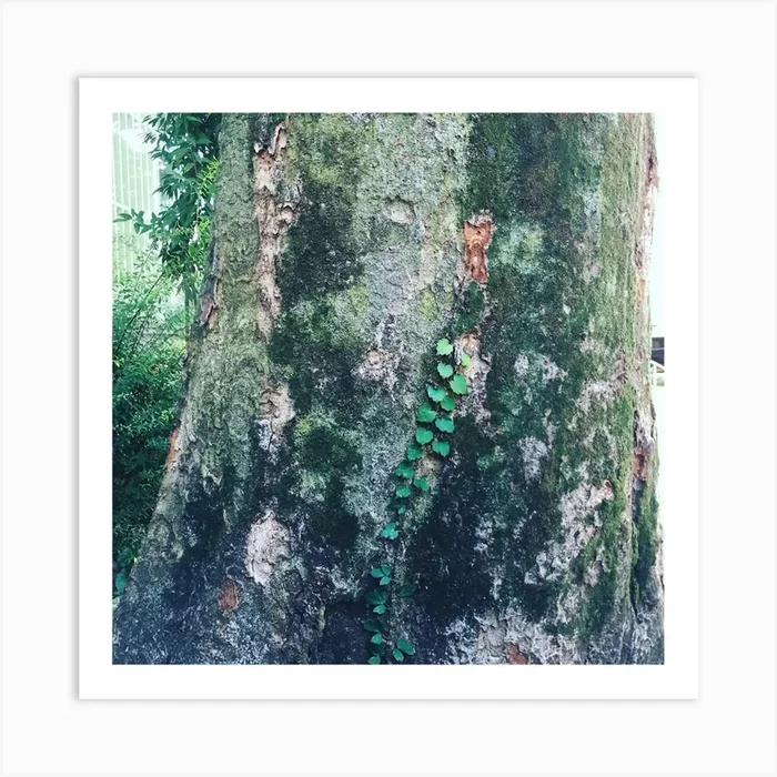Tree In Minato Ku, Tokyo, Japan Art PrintJD by Joaozinho De Milt