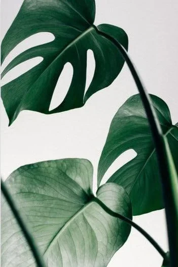 Tropical Leaf Wall Art Print on Canvas III
