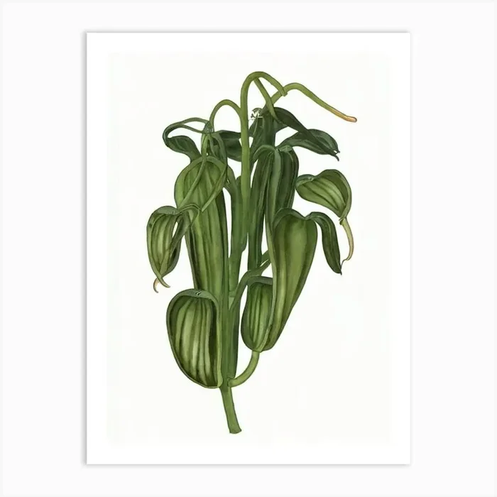 Venus Fly Trap (Dionaea Muscipula) Watercolor Art Print by Urban Greenhouse