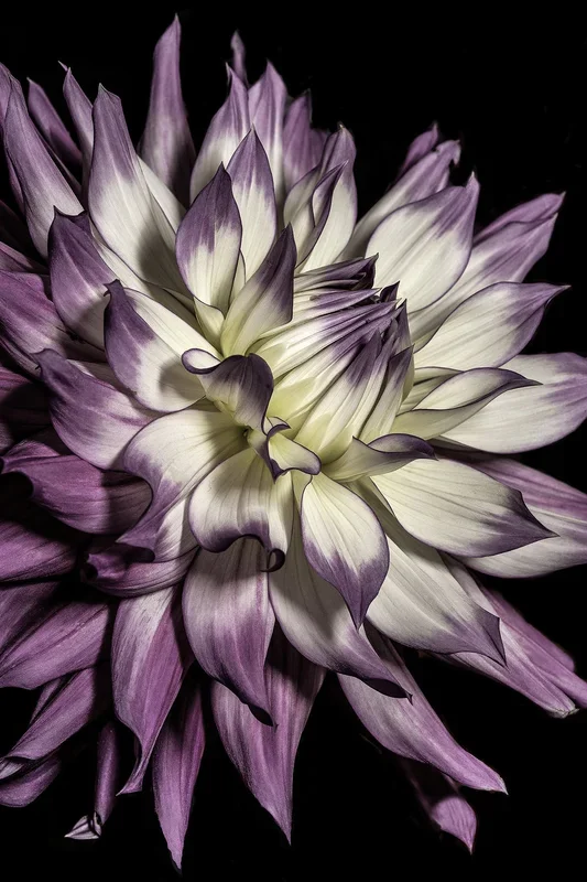 Violet Dahlia – Medium