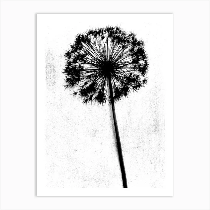 White black single allium Art Print by Soulful Sunprints