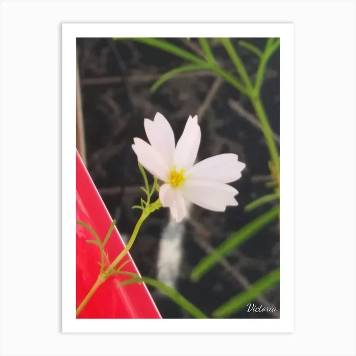 White Flower 2 Art Print by TheirMomax5