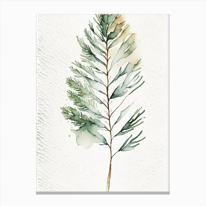 White Pine Leaf Minimalist Watercolour 1 Canvas PrintL& by Leaf & Stem Studio