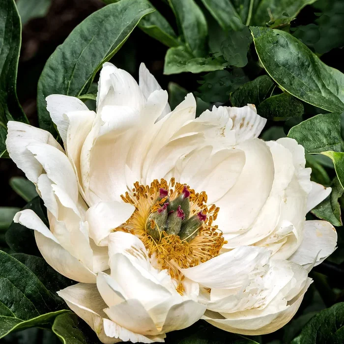 White Tree Peony – Large