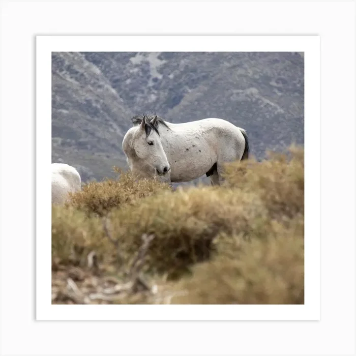 White Wild Horse Sierra Nevada Art PrintM by Mitsy