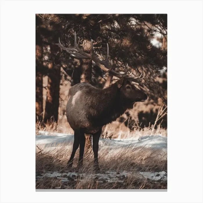 Wilderness Elk Canvas Print by Western Range