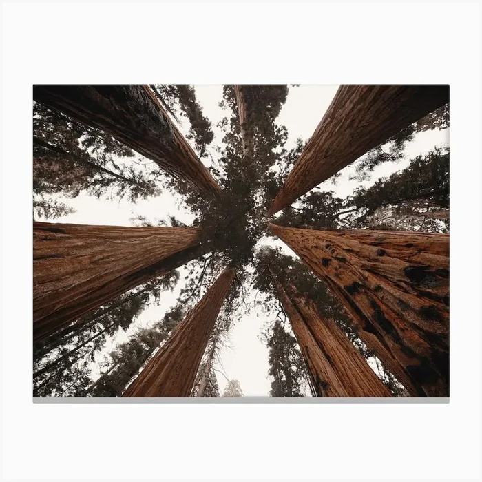 Wilderness Tree Tops Canvas Print by Western Range
